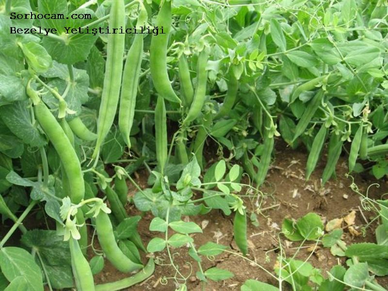 Bezelyede Gübreleme Önerileri