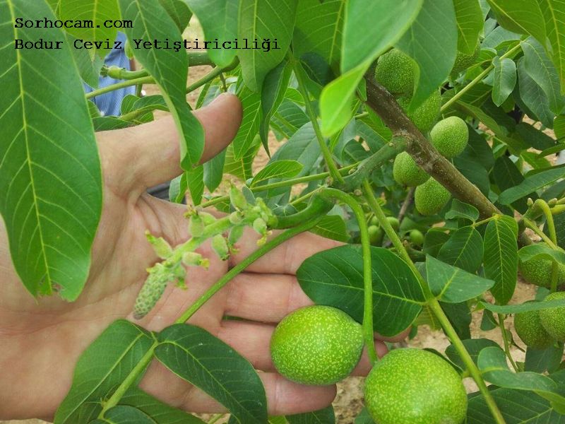 Bodur Ceviz Yetiştiriciliği