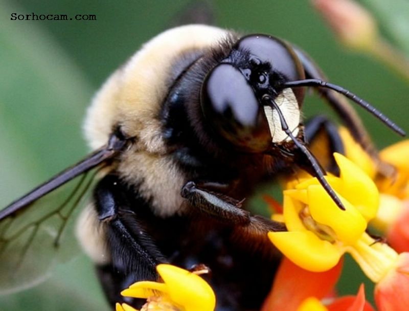 Bombus Arısı