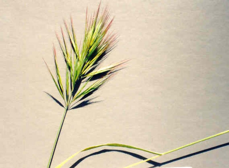 Bromus Tectorum (Püsküllü Çayır) Bromus Tectorum (Püsküllü Çayır)
