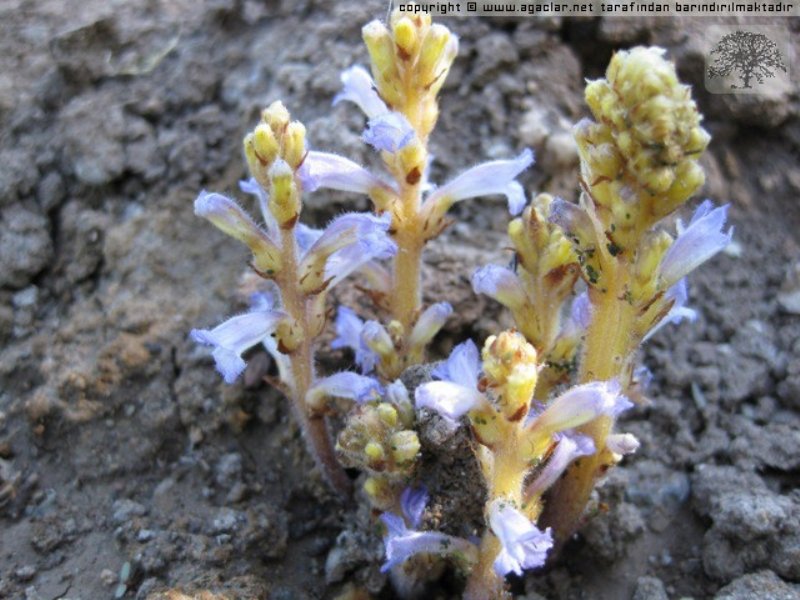 Canavar Otu Ve Mücadelesi