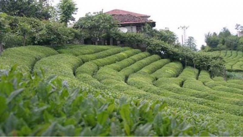 Çay Tarımı Nasıl Yapılır? Çay Yetiştiriciliği