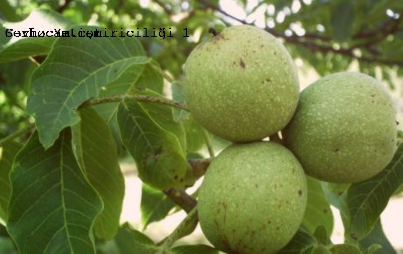 Ceviz Yetiştiriciliğine Gübreleme
