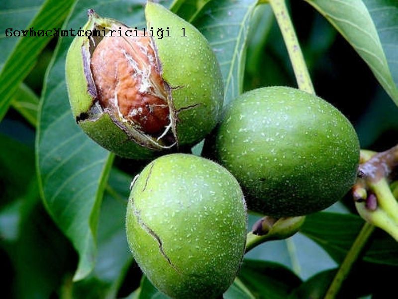 Ceviz Yetiştiriciliğine Gübreleme