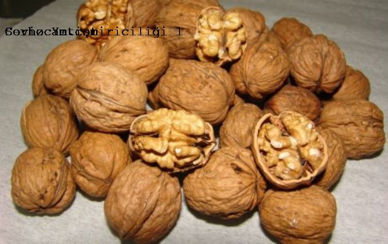 Ceviz Yetiştiriciliği