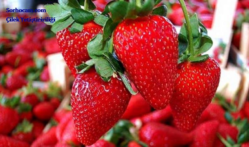 Çilek Yetiştiriciliği Nasıl Yapılır?