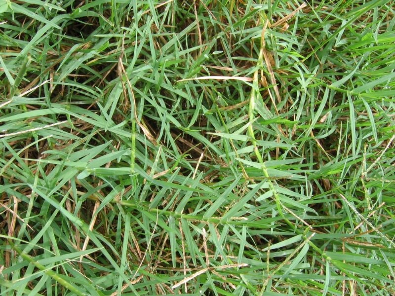 Cynodon Dactylon (L.) Pers. (Köpek Dişi Ayrığı)