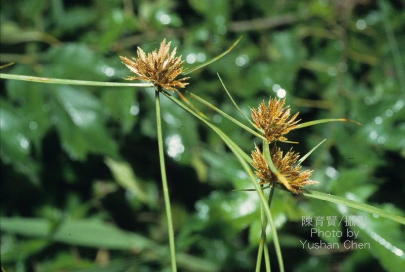 Cyperus Rotundus L. (Topalak)