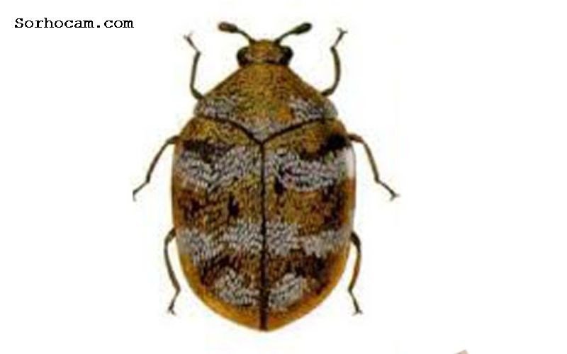 Deri Böceği Nedir?