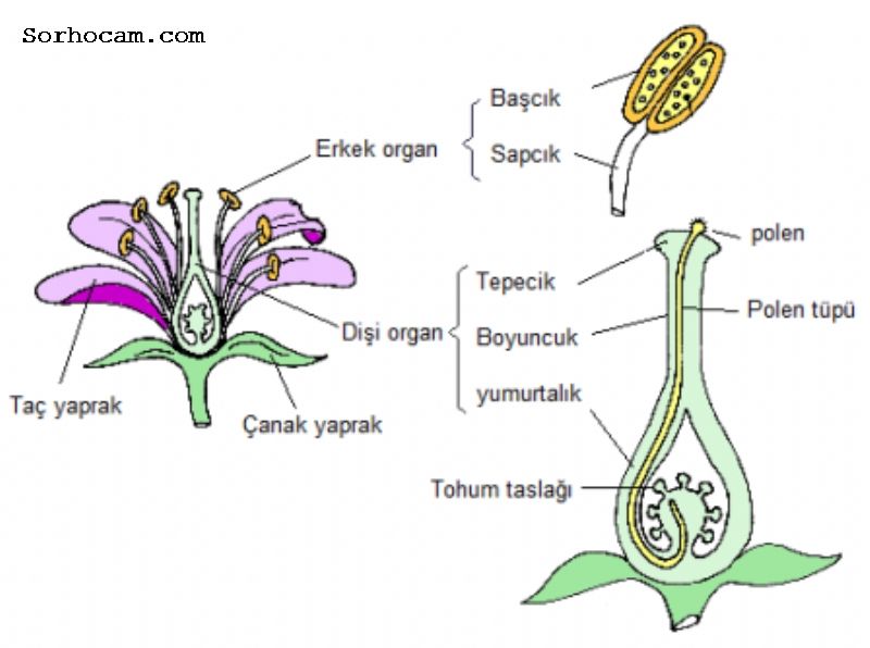Döllenmede Arı Kullanımının Önemi Nedir? Tozlaşma ve döllenme