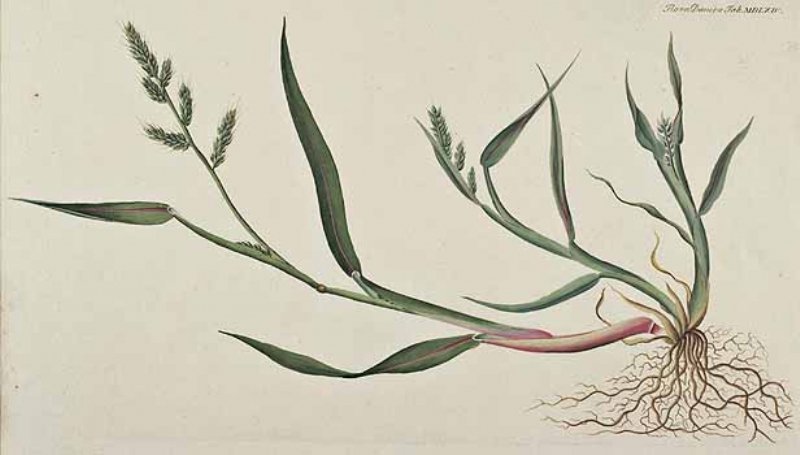 Echinochola Crus-Galli (L.) P.b. (Darıcan) Echinochola Crus-Galli (L.) P.b. (Darıcan)