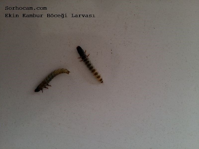 Ekin Kambur Böceği