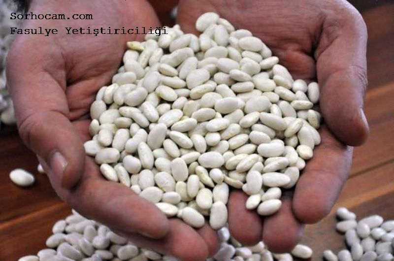 Fasulye Yetiştiriciliği Nasıl Yapılır? Fasulye Yetiştiriciliği Nasıl Yapılır?