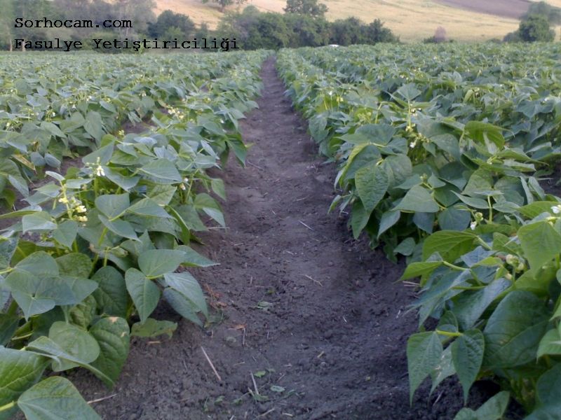 Fasulye Yetiştiriciliği Nasıl Yapılır? fasulye tarlası