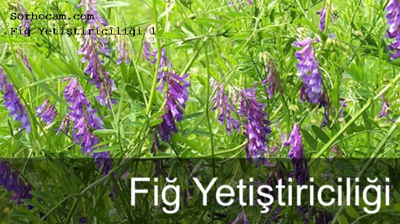 Fiğ Yetiştiriciliği
