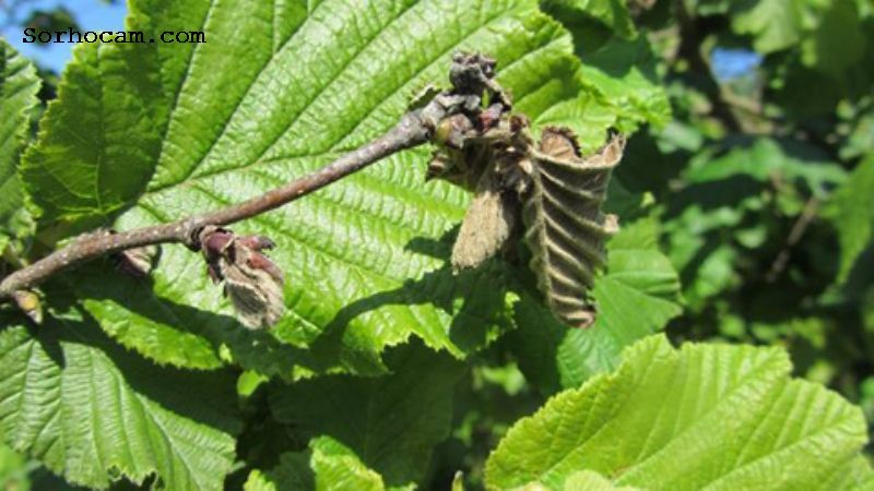 Fındık Filiz Güvesi