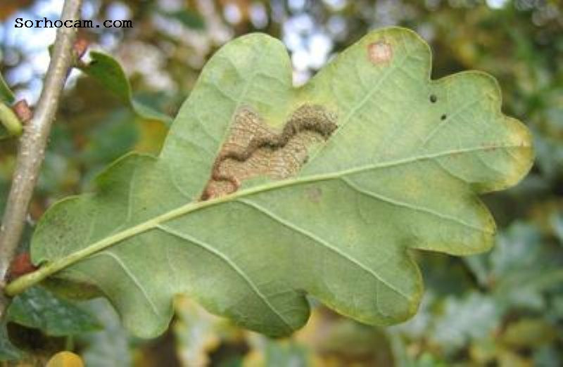 Fındık Filiz Güvesi