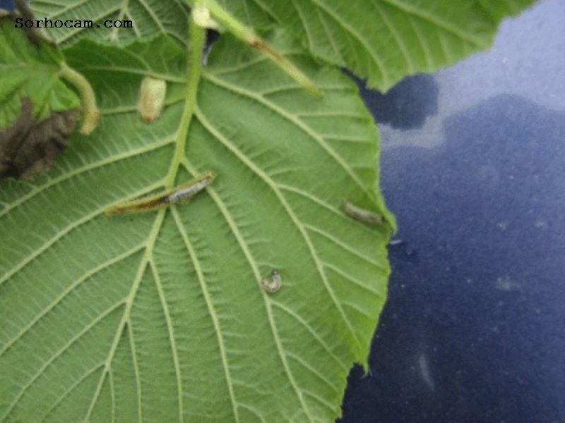 Fındık Filiz Güvesi