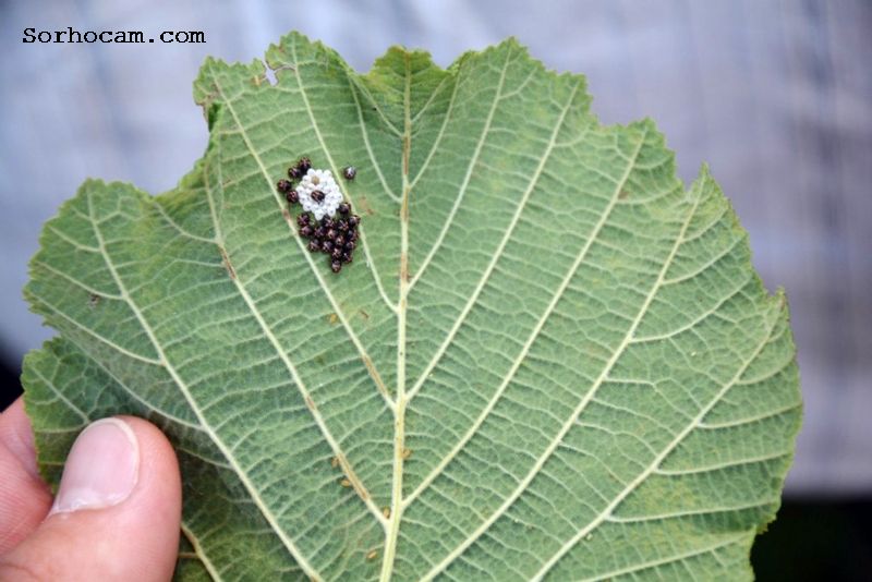 Fındık Filiz Güvesi