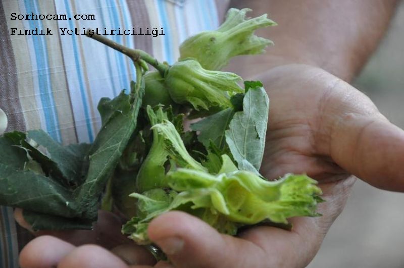 Fındık Ağaçlarında Gübreleme Nasıl Yapılır? Fındık Yetiştiriciliği