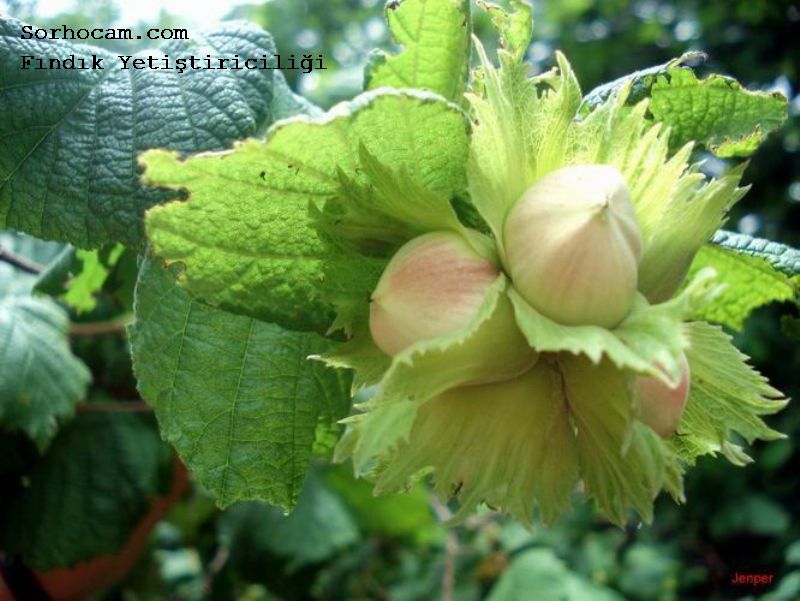 Fındık Yetiştiriciliği