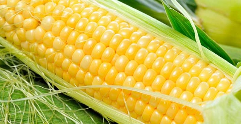 Hibrit Mısır Tohumculuğu ile ilgili görsel sonucu