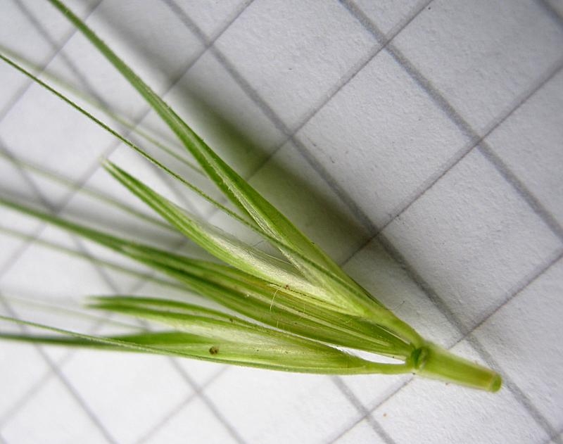 Hordeum Murinum L. (Duvar Arpası, Yabani Arpa, Pisipisi Otu )