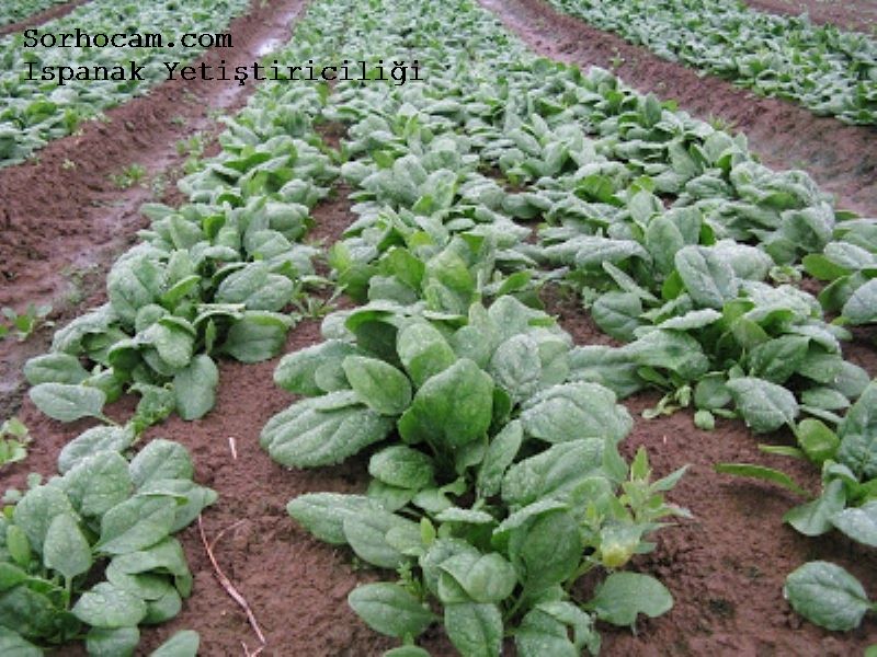 Ispanak Yetiştiriciliği