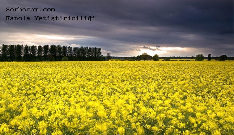 Kolza - Kanola Yetiştiriciliği