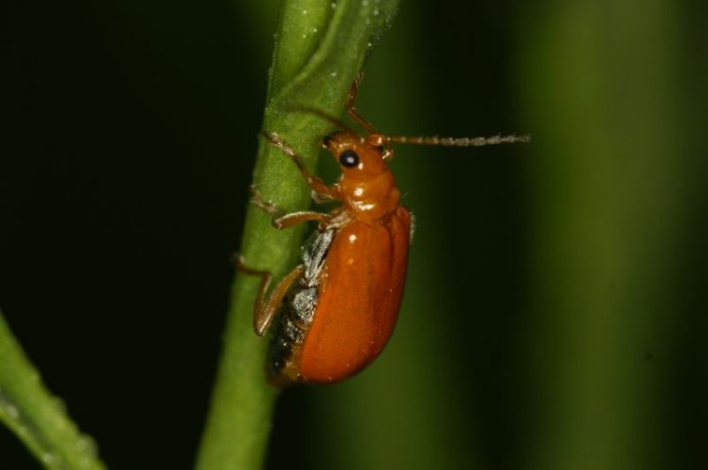 Kavun Kızıl Böceği Nedir? Zararları Ve Mücadele Yöntemleri Kavun Kızıl Böceği Nedir? Zararları Ve Mücadele Yöntemleri