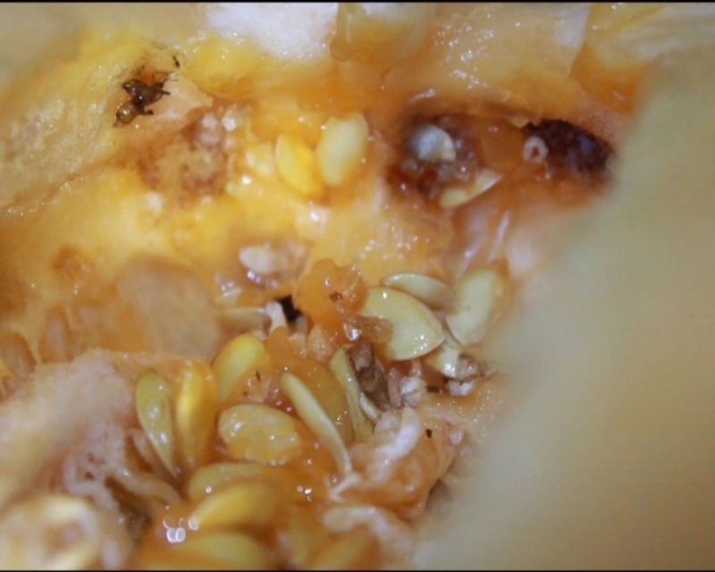 Kavun Sineği Nedir? Zararları Ve Mücadele Yöntemleri