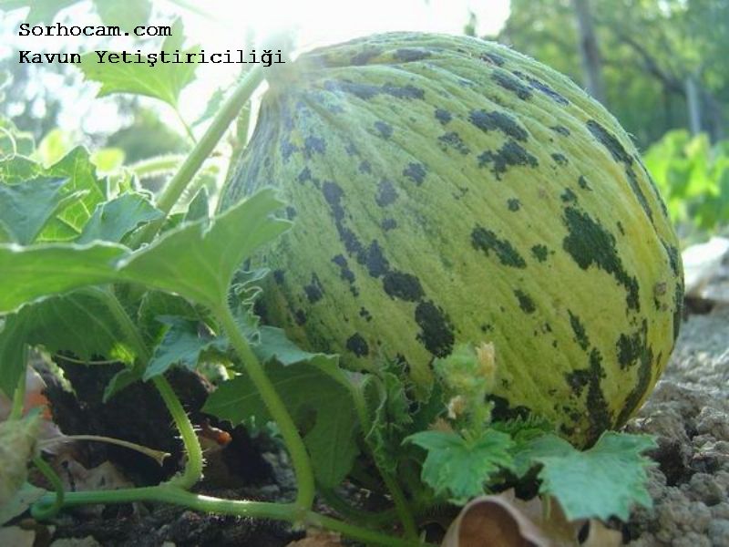 Kavun Karpuz GÃ¼breleme ProgramÄ± ile ilgili gÃ¶rsel sonucu
