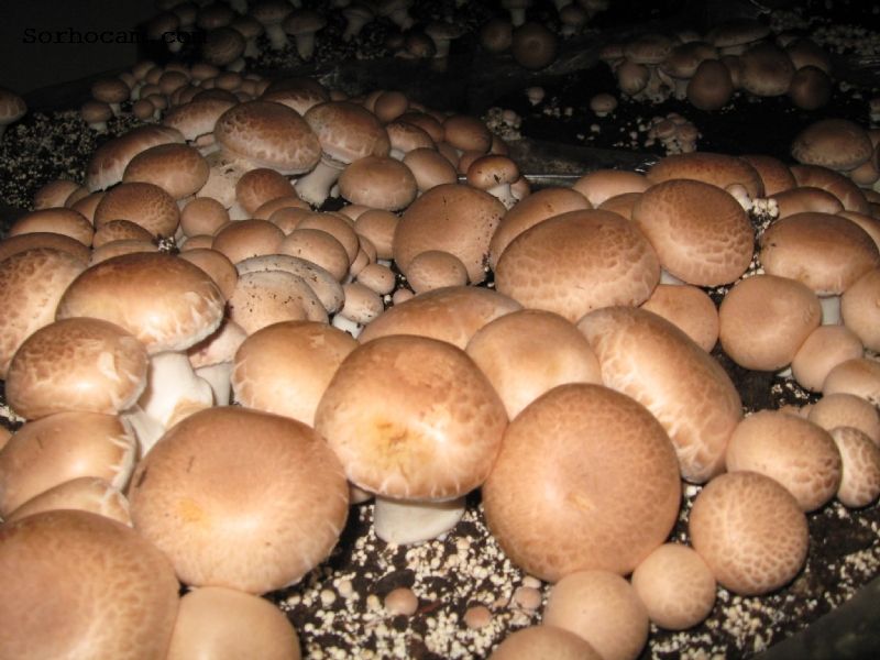 Kestane Mantarı Yetiştiriciliği