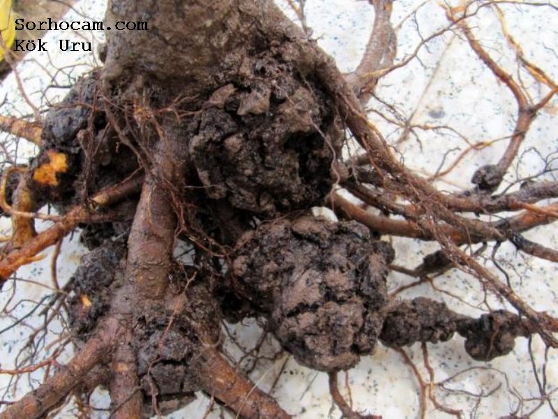 Kök Uru Hastalığı