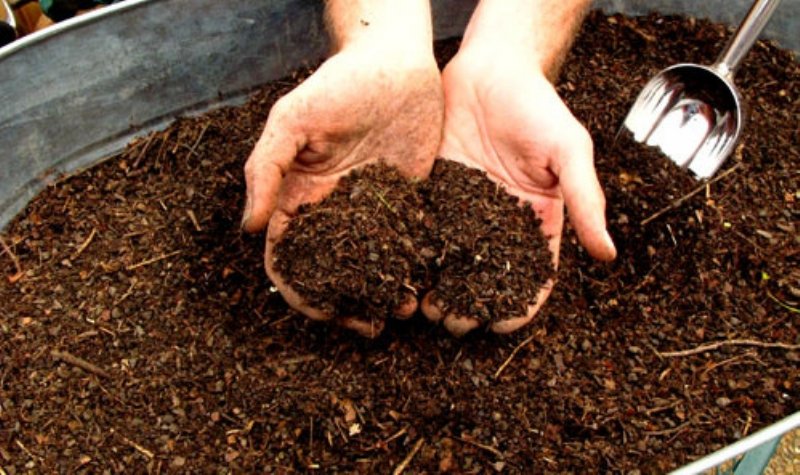 Kültür Mantarı Kompost Hazırlama Yeri Nasıl Olmalıdır? Kültür Mantarı Kompost Hazırlama Yeri (Fermantasyon Yeri)