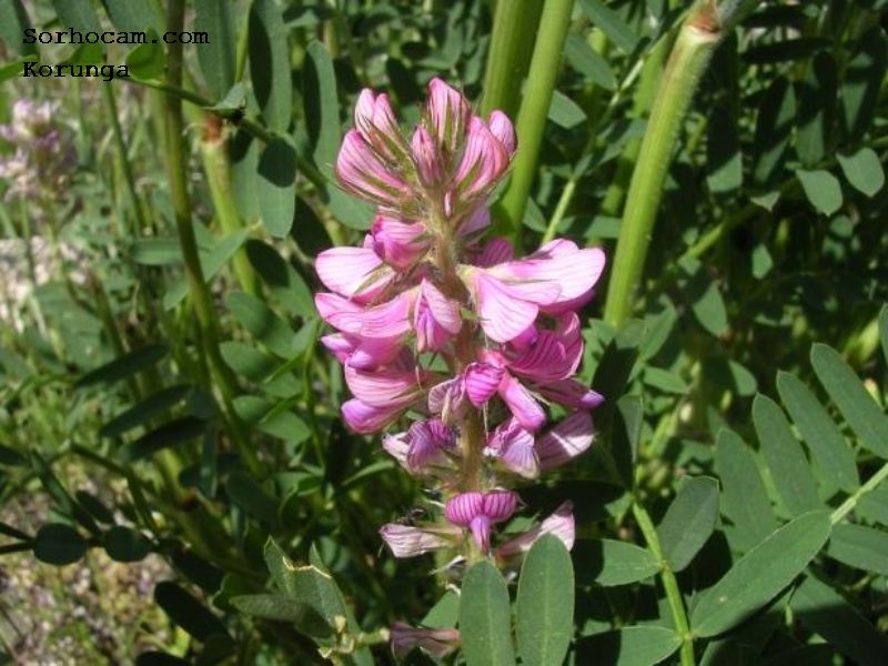 Korunga Yetiştiriciliği