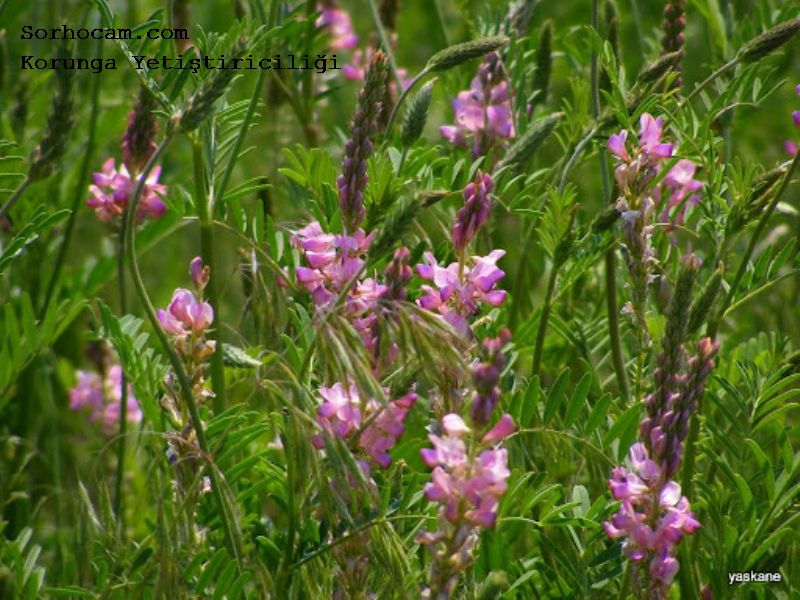 Korunga Tarımı Nasıl Yapılır? Korunga Tarımı