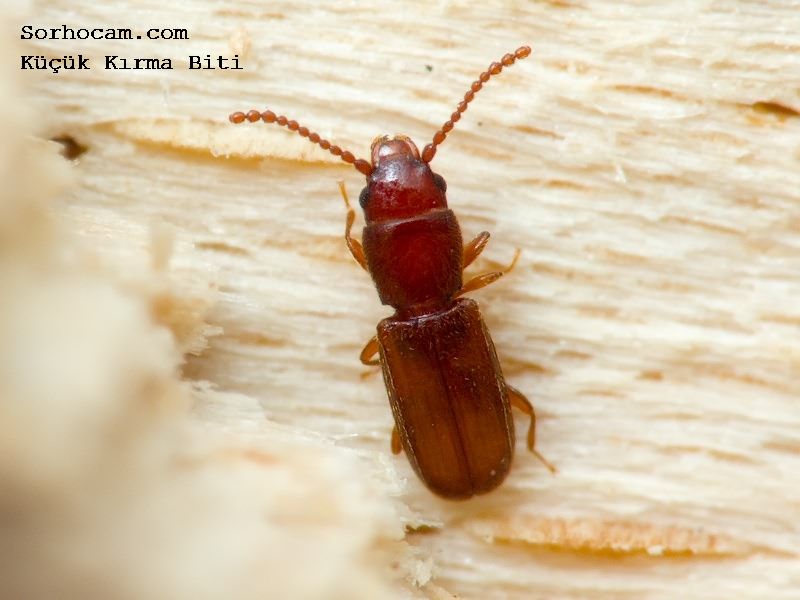 KÄ±rma Biti ile ilgili gÃ¶rsel sonucu