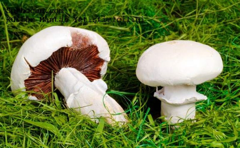 Mantarın Morfolojisi