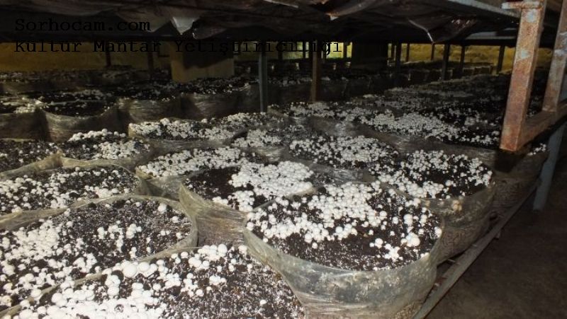 Kültür Mantarı Yetiştiriciliği