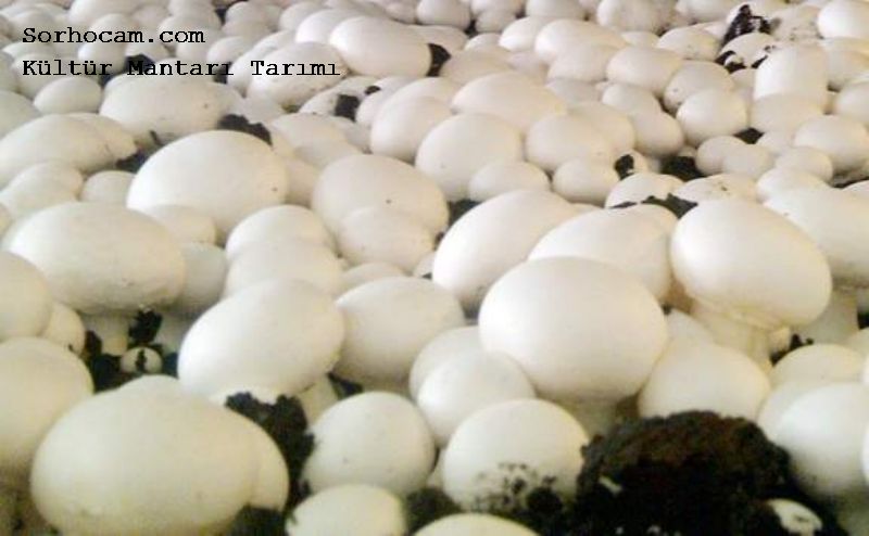 Evde Kültür Mantarı Nasıl Yetiştirilir? Evde Kültür Mantarı Yetiştiriciliği