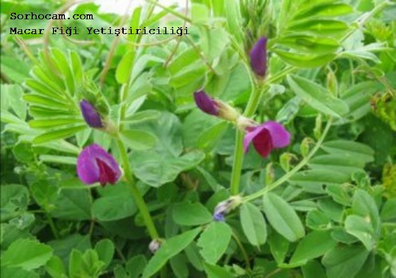 Macar Fiği Yetiştiriciliği Ve Mikrobiyal Gübreleme