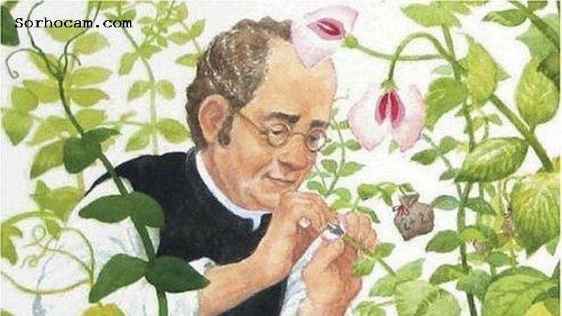 Mendel ıslah Çalışmaları