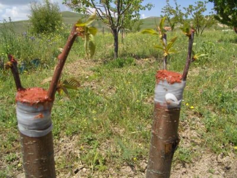 Meyve FidanÄ± Ãretimi sorhocam ile ilgili gÃ¶rsel sonucu