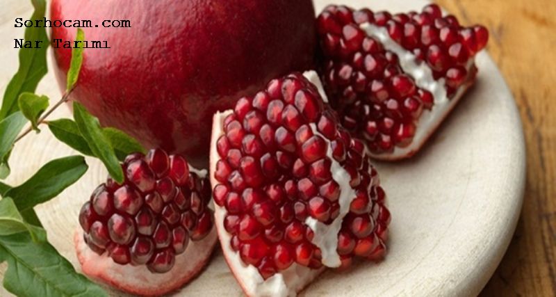 Nar Tarımı Nasıl Yapılır? nar