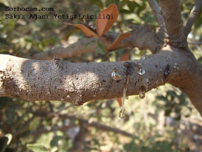 Sakız Ağacı 3