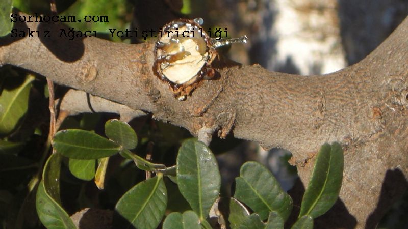 Sakız Ağacı Yetiştiriciliği