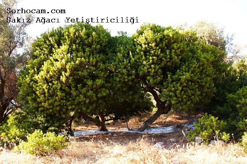 Sakız Ağacı