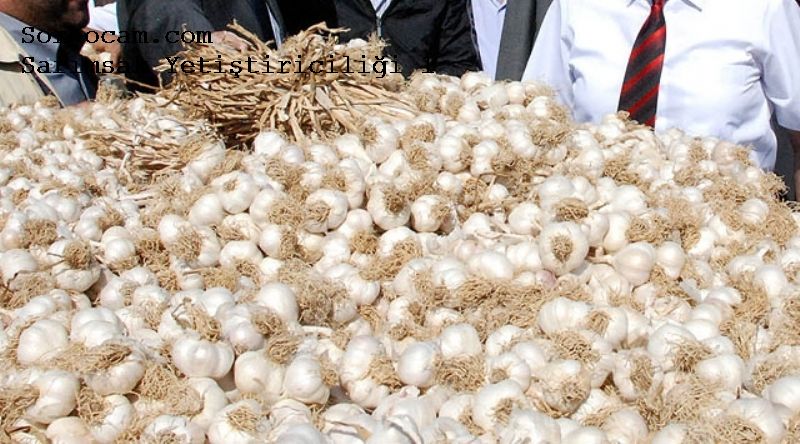 Sarımsak Yetiştirme Ve Gübreleme