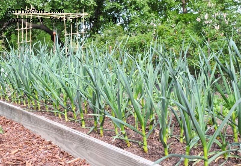 Sarımsak Yetiştirme Ve Gübreleme